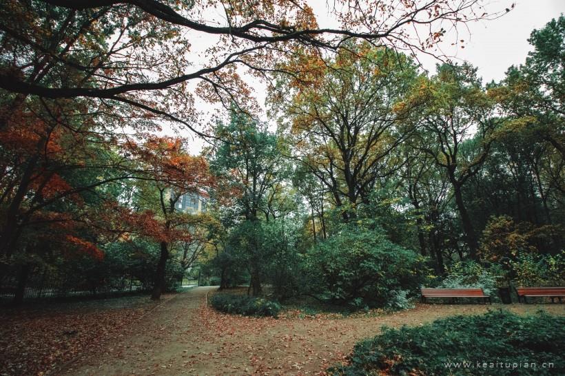 超美郁郁葱葱的树林图片大全