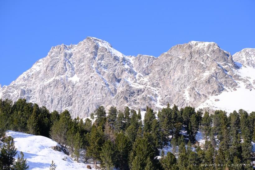 超美绿色挺拔的松树林图片大全