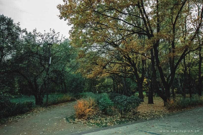 超美郁郁葱葱的树林图片大全