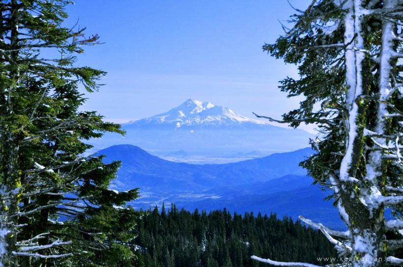 超美绿色挺拔的松树林图片大全