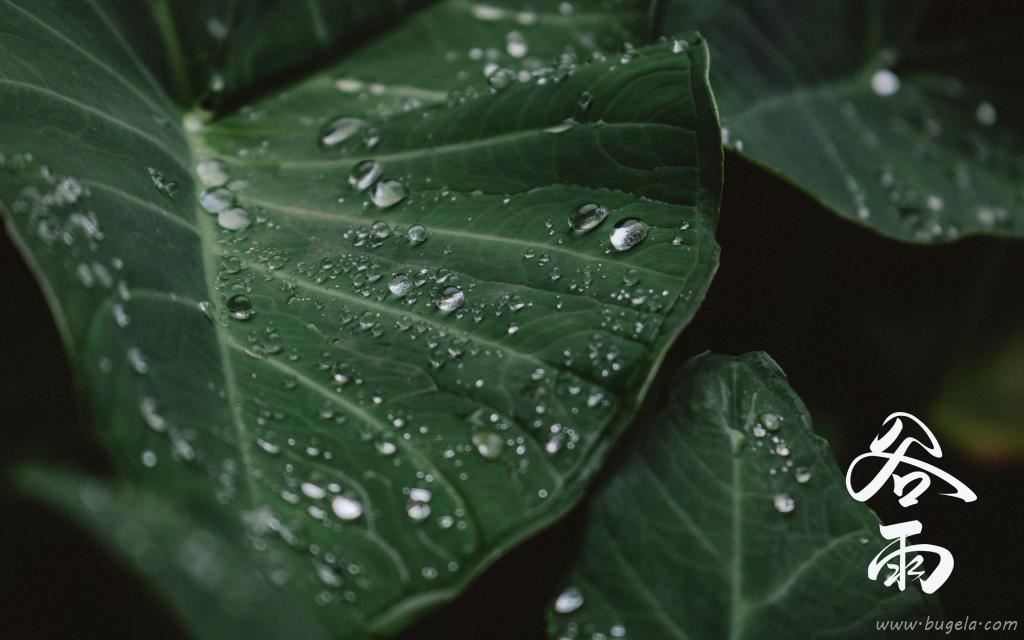 谷雨节气到来图片