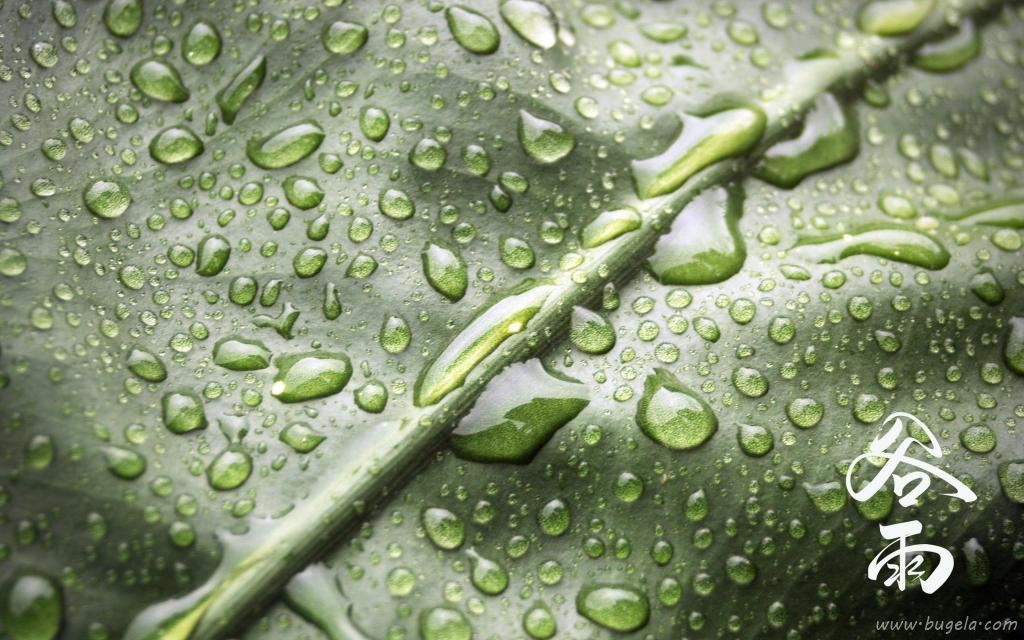 谷雨节气到来图片