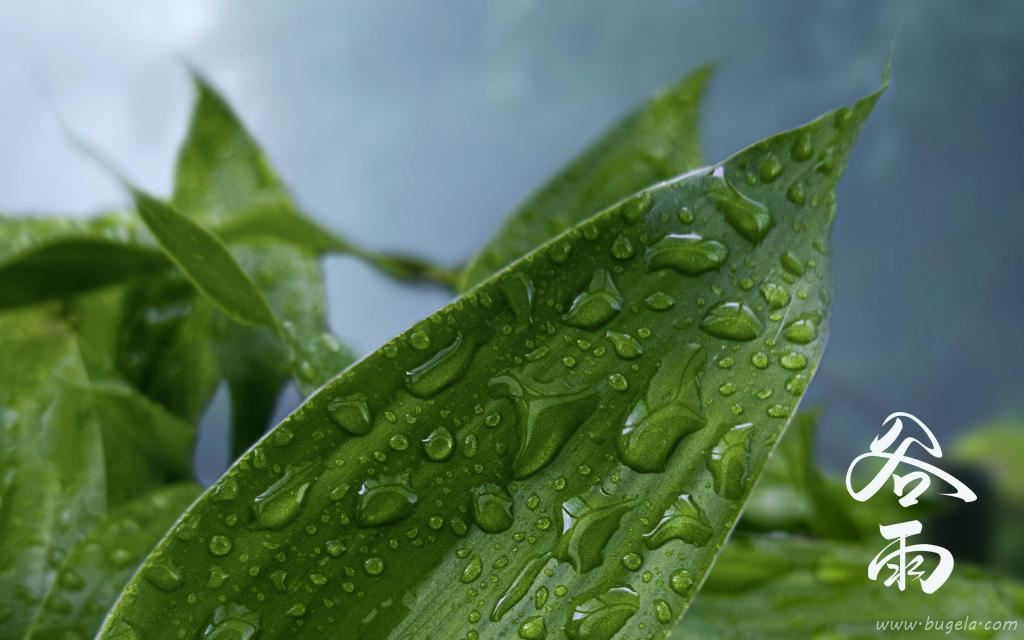 谷雨节气到来图片