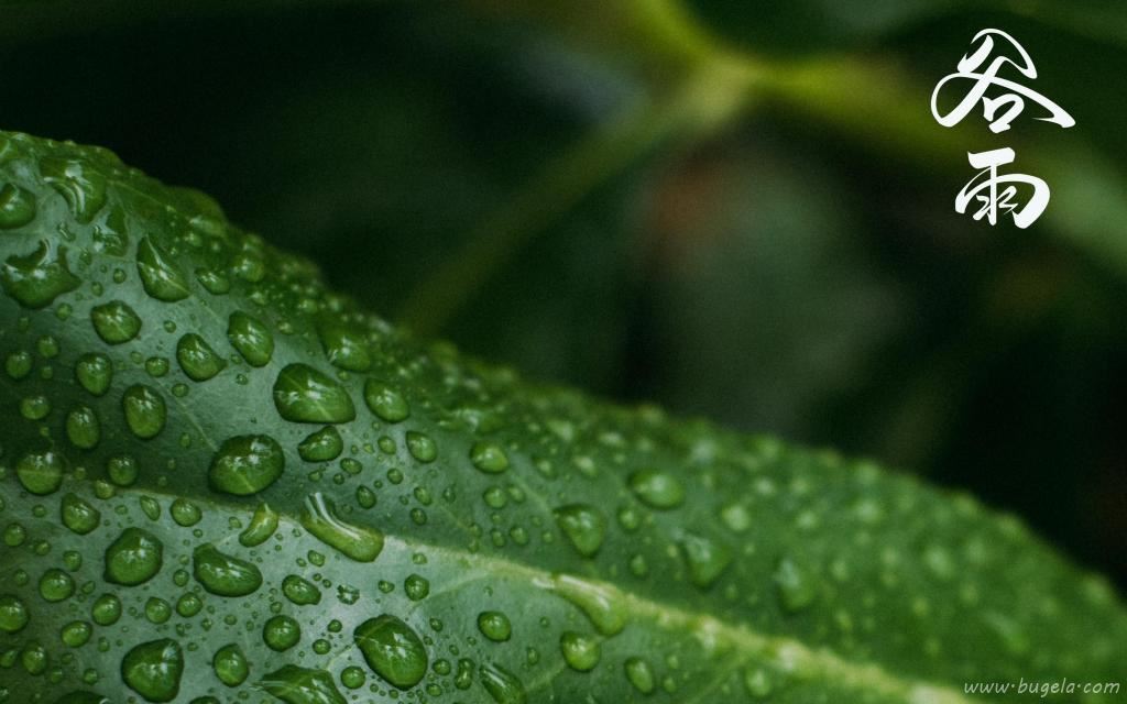 谷雨节气到来图片