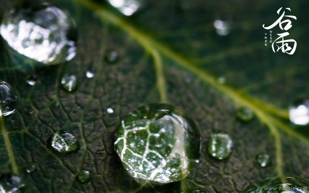谷雨时节唯美诗句图片