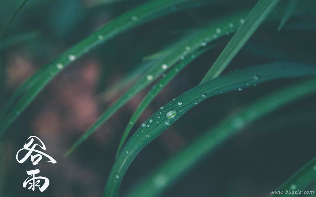 谷雨节气到来图片