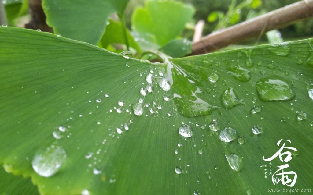 谷雨时节唯美诗句图片