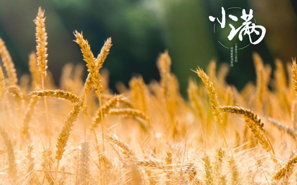 小满时节唯美风光图图片