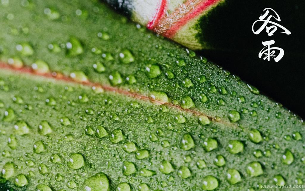 谷雨节气到来图片