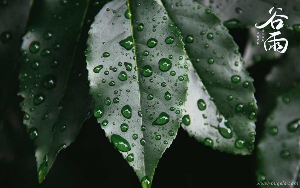 谷雨时节唯美诗句图片
