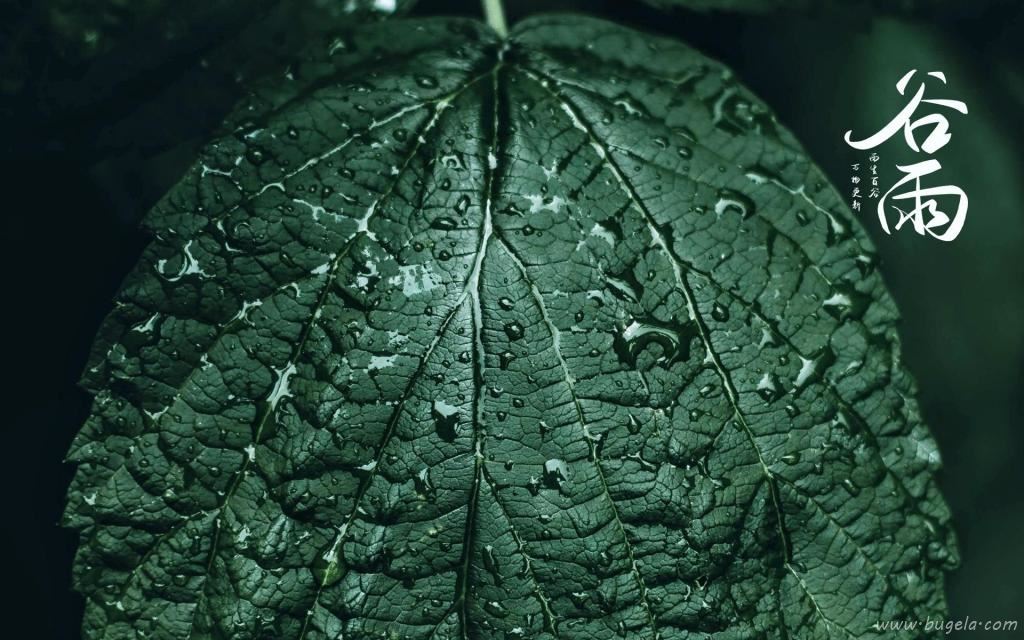 谷雨时节唯美诗句图片