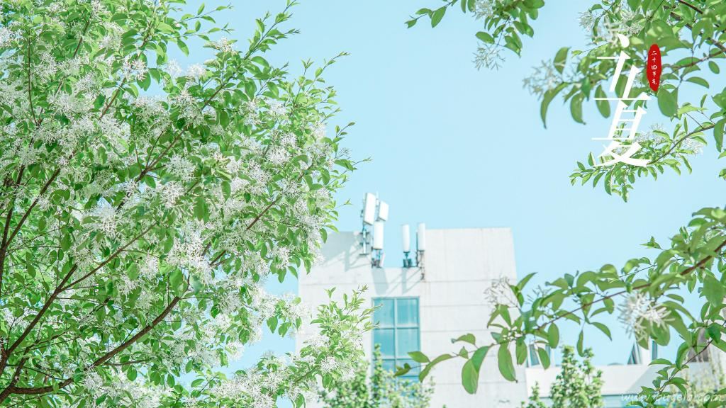 2021小清新立夏节气图片