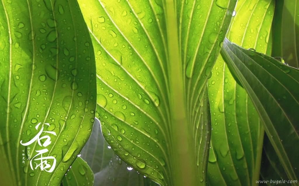 谷雨时节唯美诗句图片