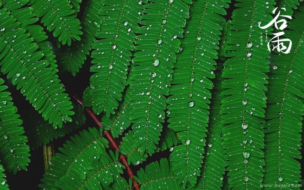 谷雨时节唯美诗句图片