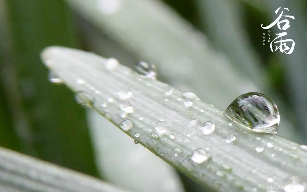 谷雨时节唯美诗句图片