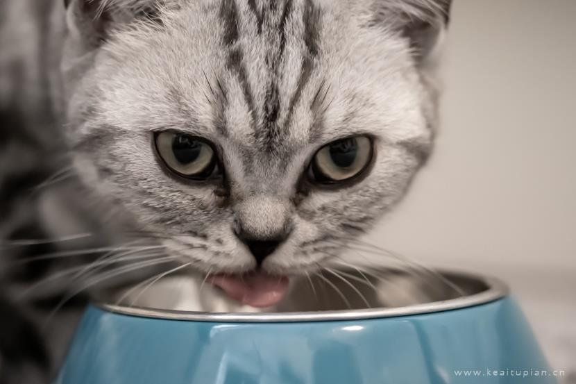 唯美聪明温顺的英国短毛猫图片大全