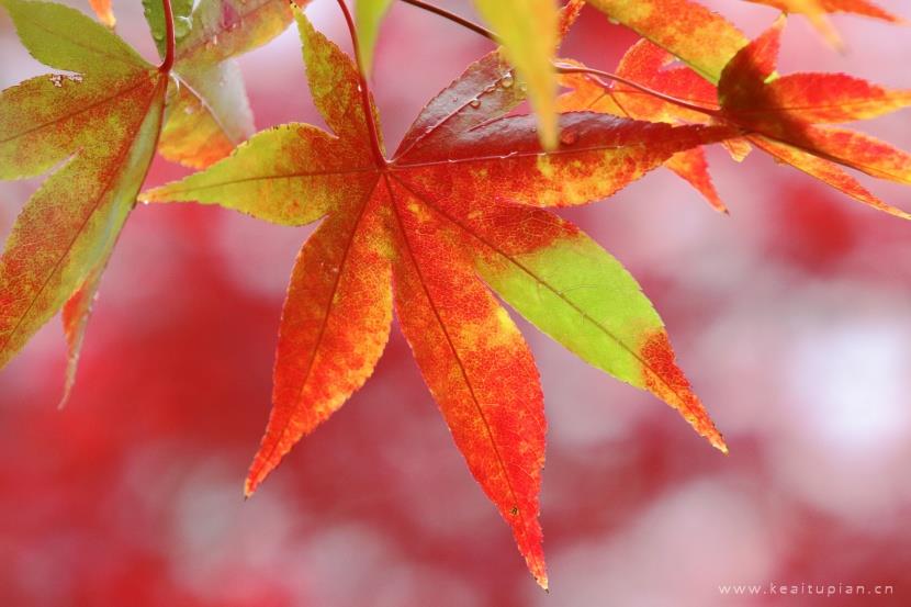 好看颜色亮丽的秋季枫叶图片大全