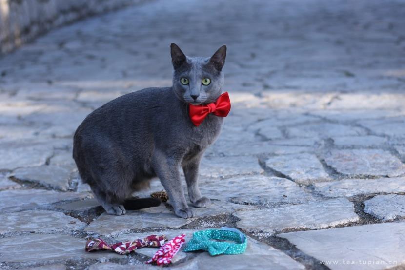 好看优雅的俄罗斯蓝猫图片大全