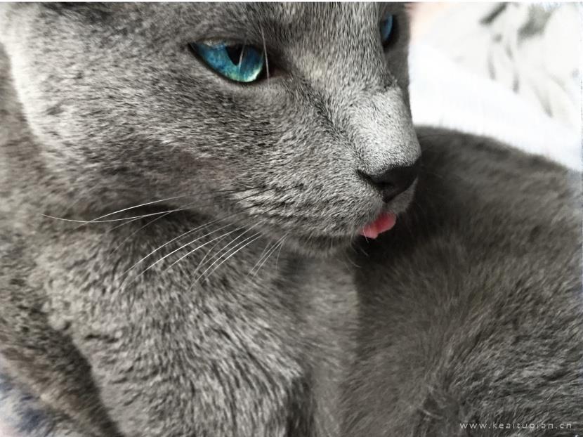 好看优雅的俄罗斯蓝猫图片大全