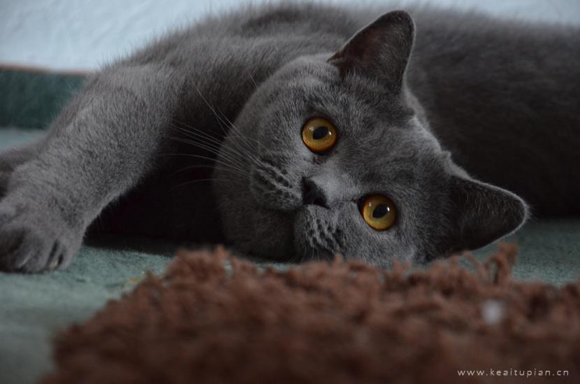 唯美聪明温顺的英国短毛猫图片大全