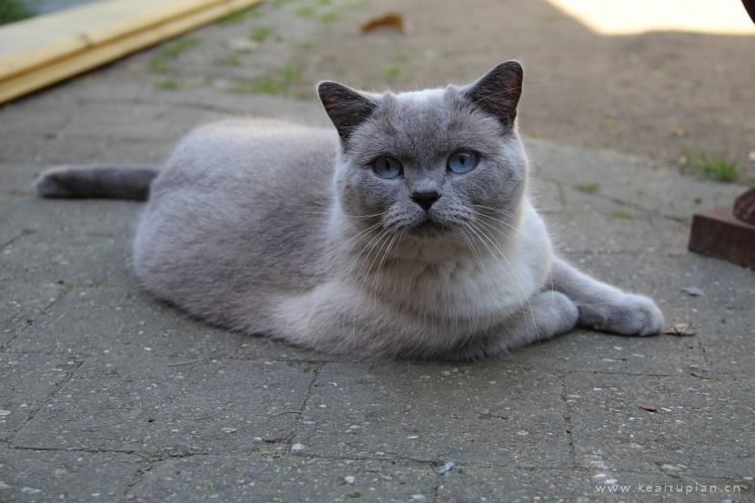 唯美聪明温顺的英国短毛猫图片大全