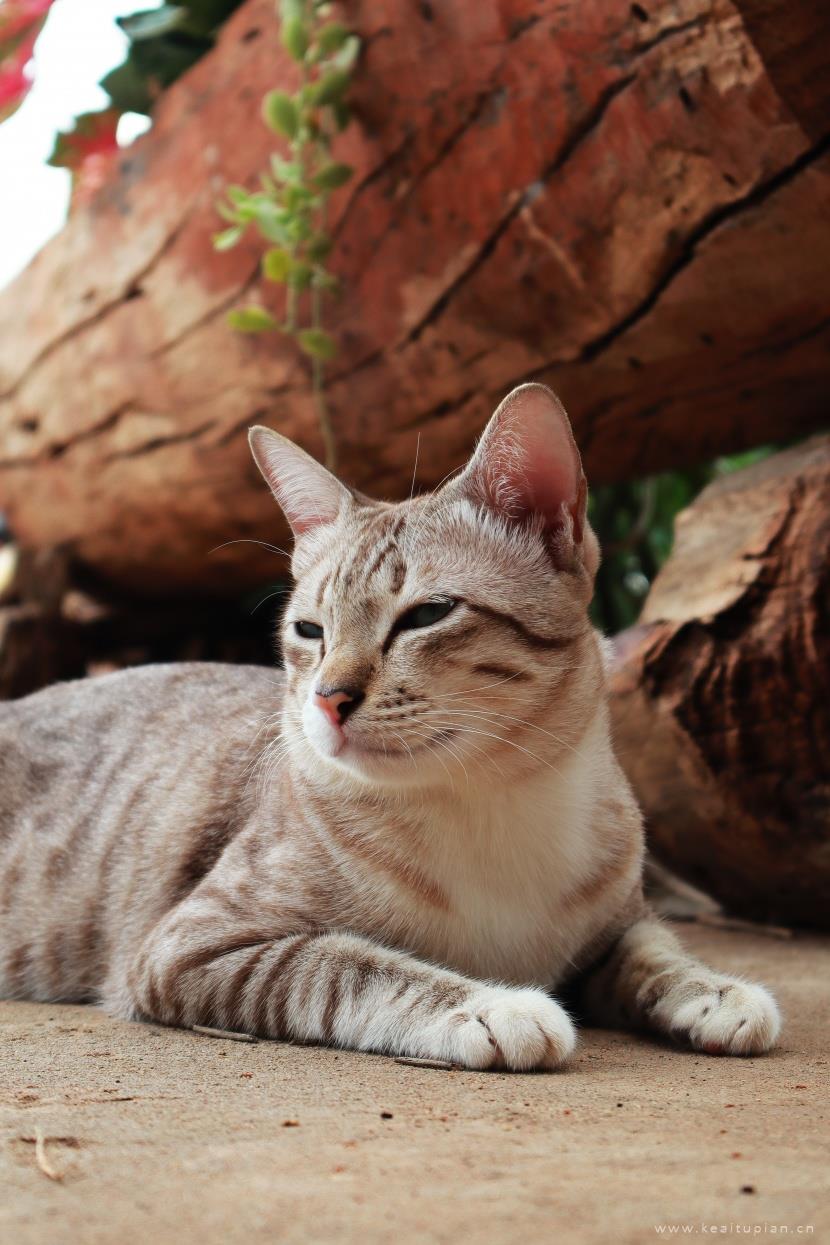 唯美聪明温顺的英国短毛猫图片大全