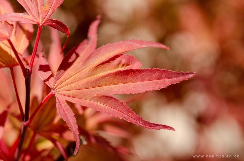 好看颜色亮丽的秋季枫叶图片大全