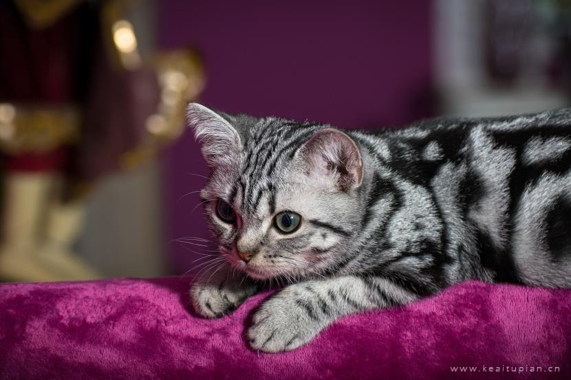 唯美聪明温顺的英国短毛猫图片大全