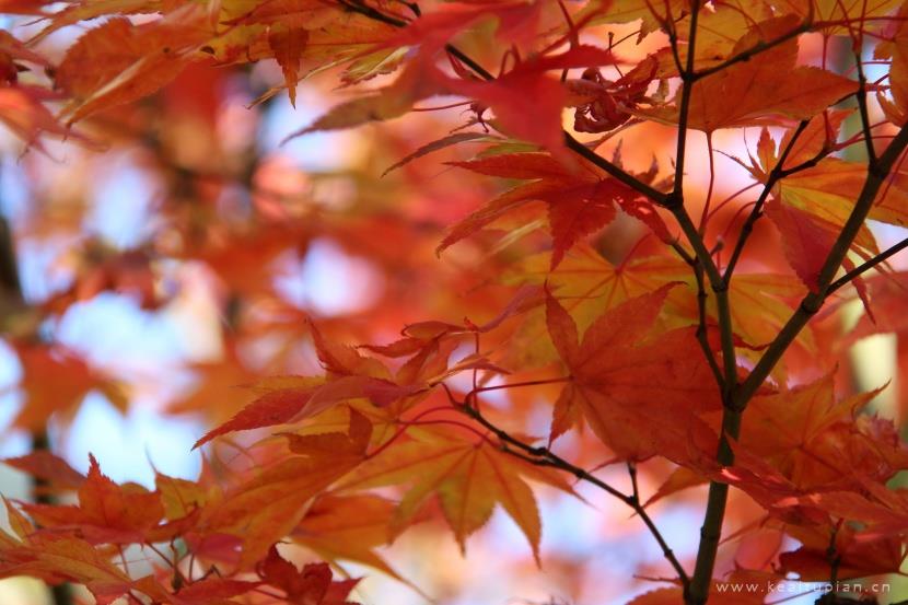 好看颜色亮丽的秋季枫叶图片大全