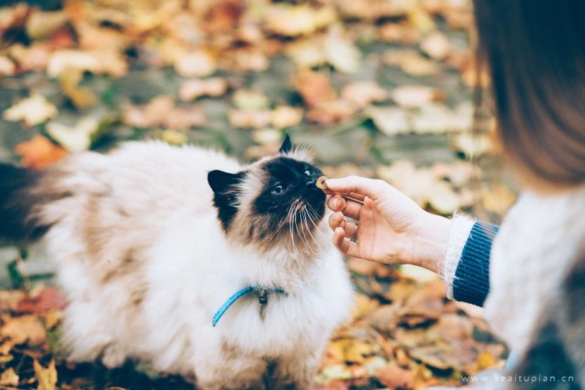 漂亮的温顺友好的伯曼猫图片大全