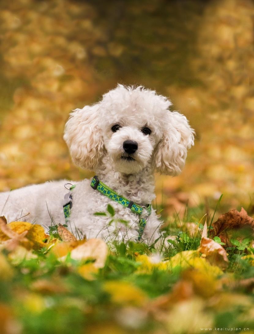 唯美聪明活泼的迷你贵宾犬图片大全