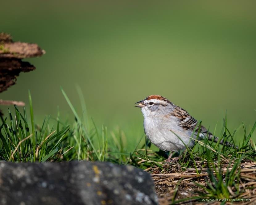 好看灰色的麻雀图片大全