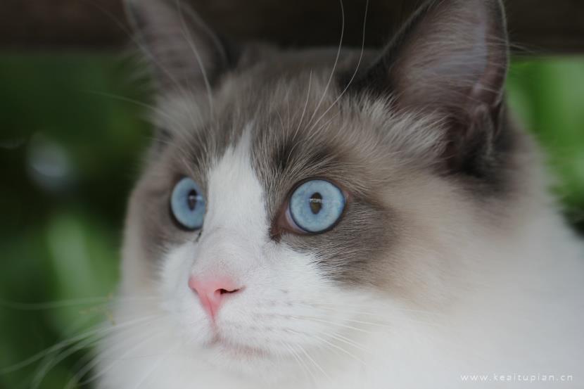 唯美安静温柔的布偶猫图片大全