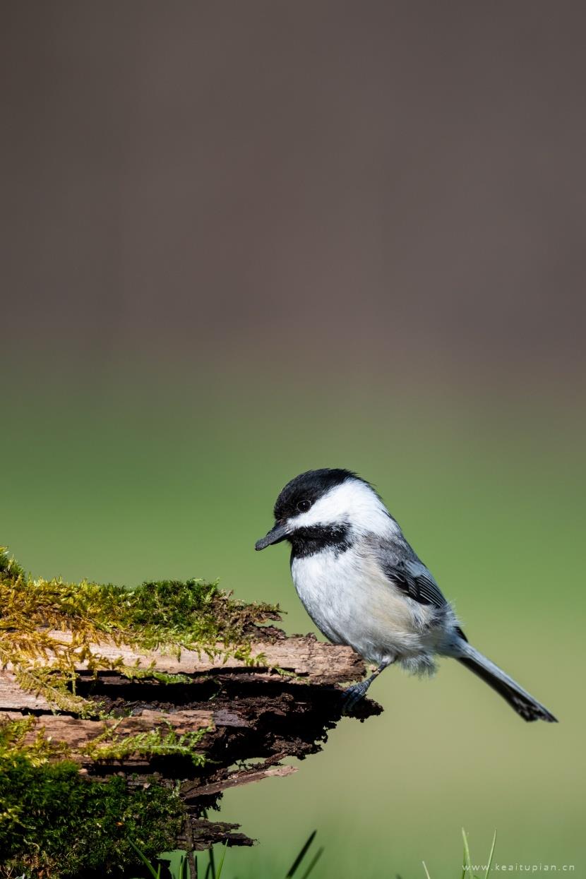 好看灰色的麻雀图片大全