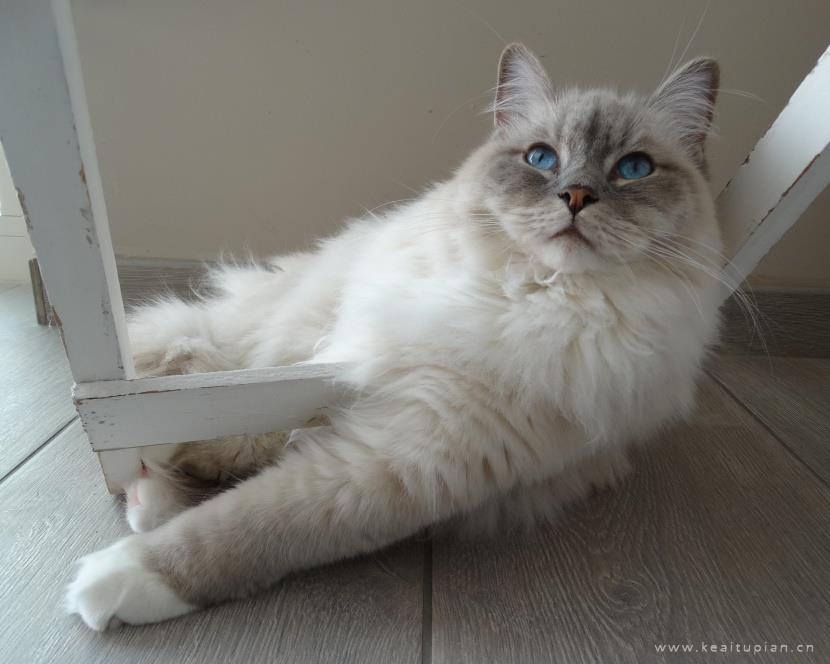 唯美安静温柔的布偶猫图片大全