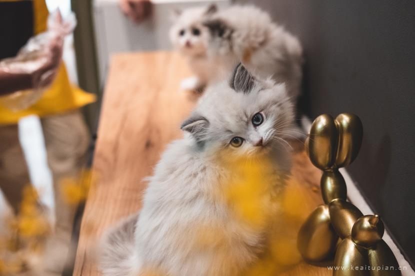 唯美安静温柔的布偶猫图片大全