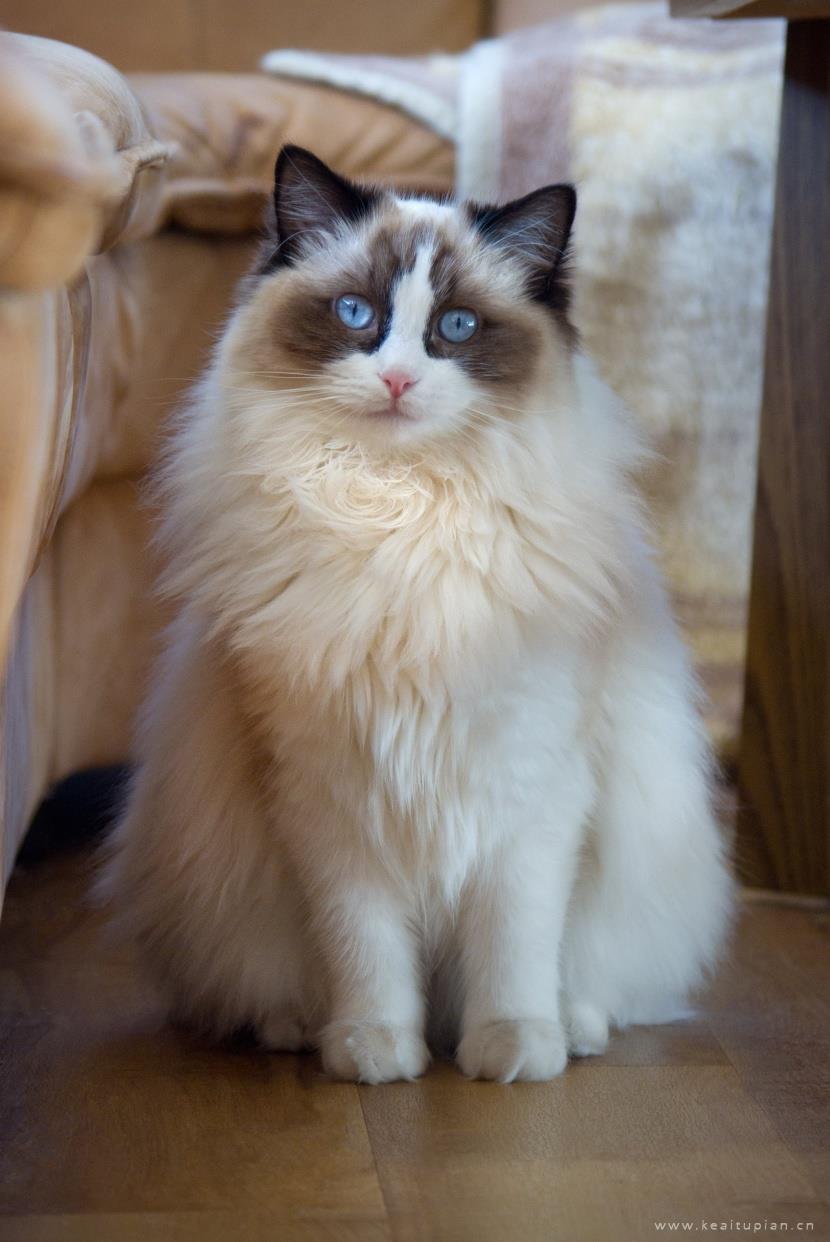 唯美安静温柔的布偶猫图片大全