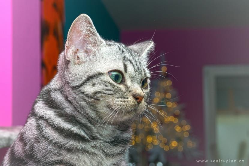 唯美聪明温顺的英国短毛猫图片大全