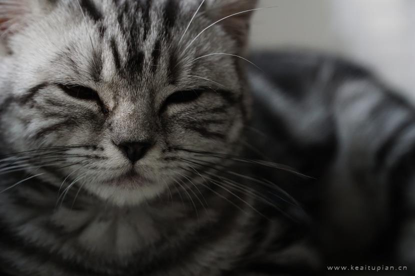 唯美聪明温顺的英国短毛猫图片大全