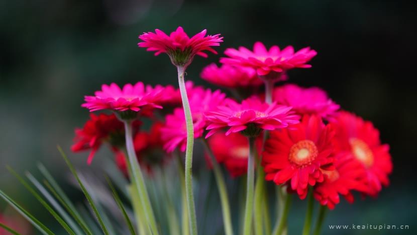 漂亮的漂亮大气的非洲菊图片大全