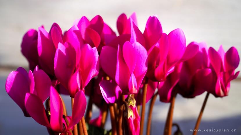 漂亮的花色鲜艳的仙客来图片大全