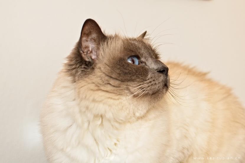 漂亮的温顺友好的伯曼猫图片大全