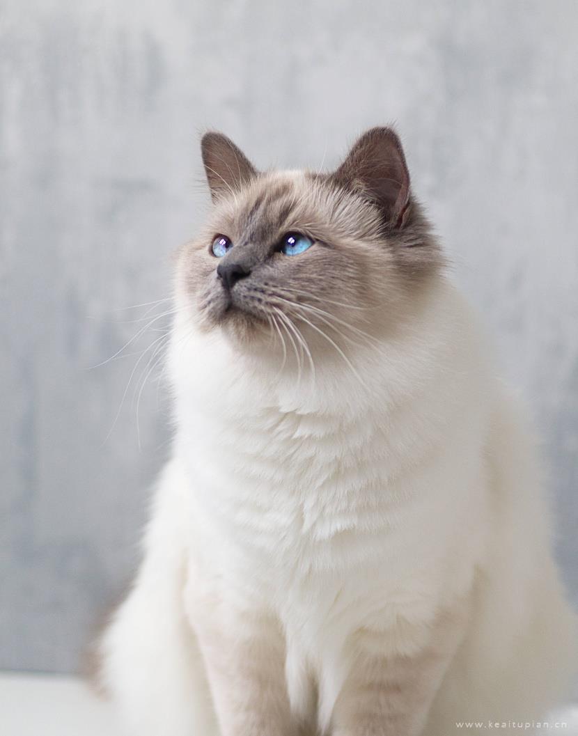漂亮的温顺友好的伯曼猫图片大全