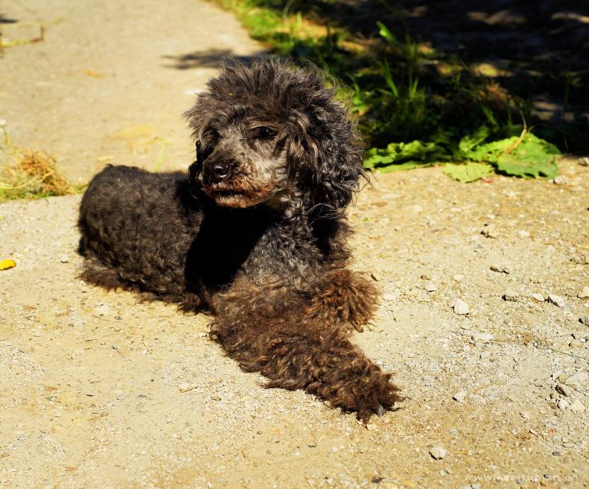 唯美聪明活泼的迷你贵宾犬图片大全