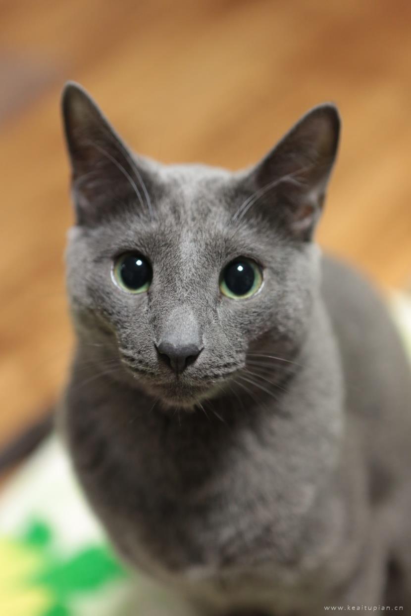 好看优雅的俄罗斯蓝猫图片大全