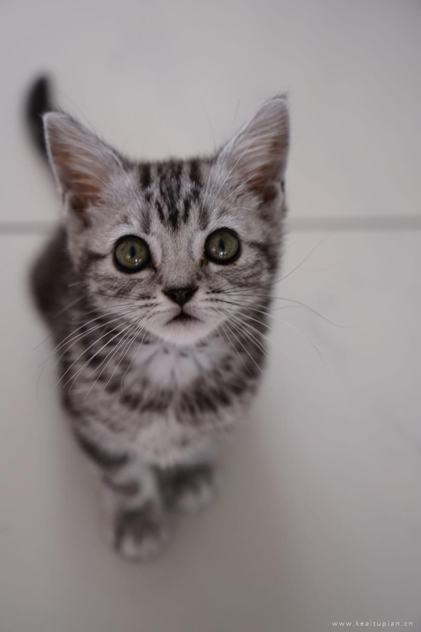 唯美聪明温顺的英国短毛猫图片大全