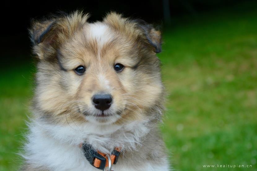 超美聪明机敏的苏牧犬图片大全