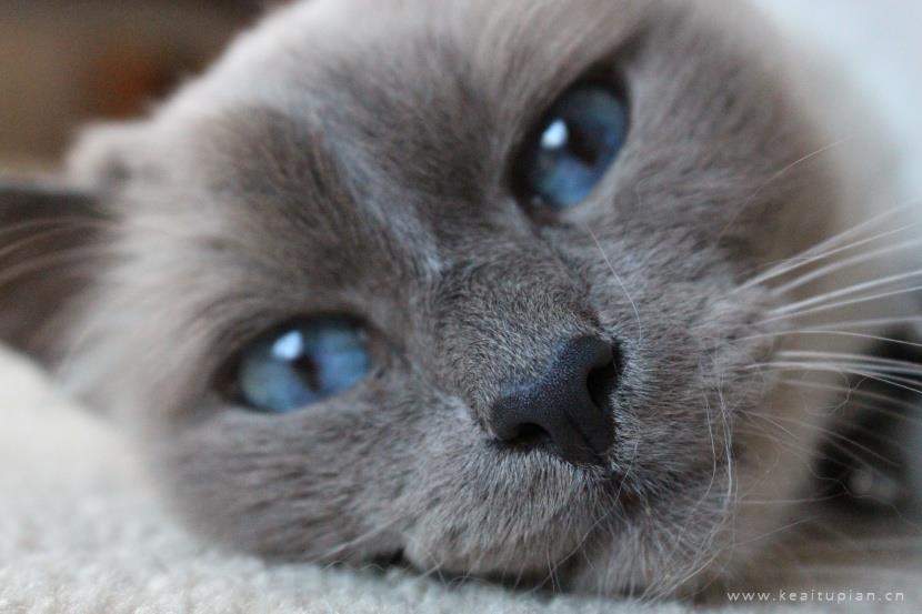 漂亮的温顺友好的伯曼猫图片大全