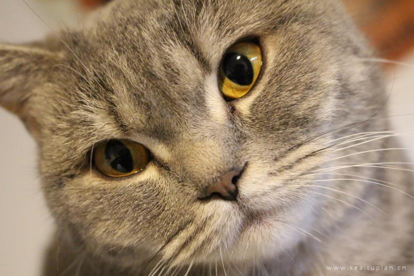 唯美聪明温顺的英国短毛猫图片大全