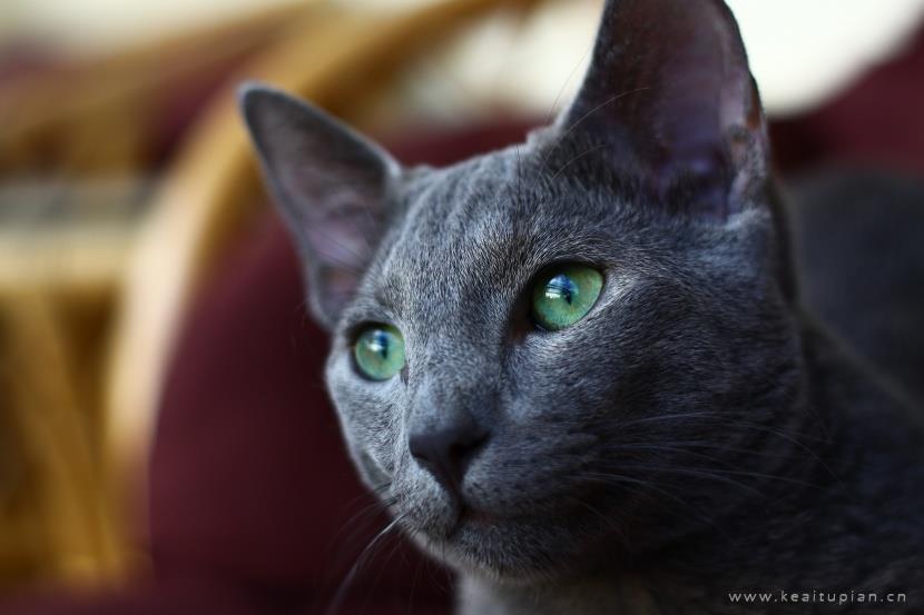 好看优雅的俄罗斯蓝猫图片大全